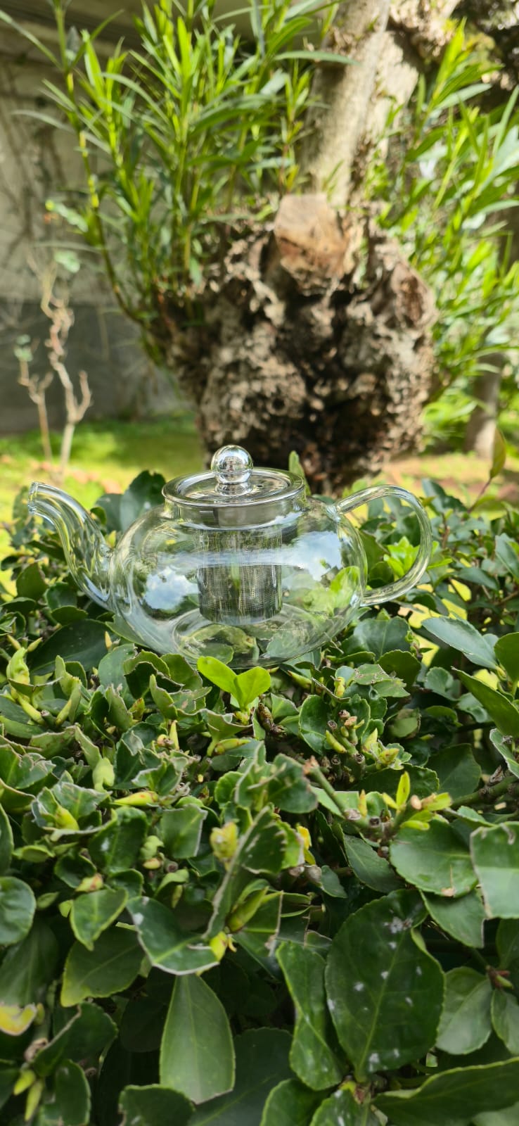 Teiera in vetro borosilicato