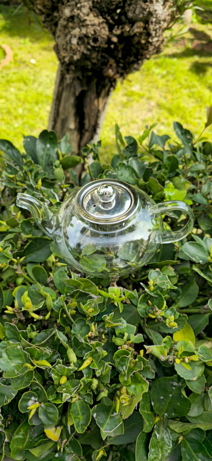 Teiera in vetro borosilicato